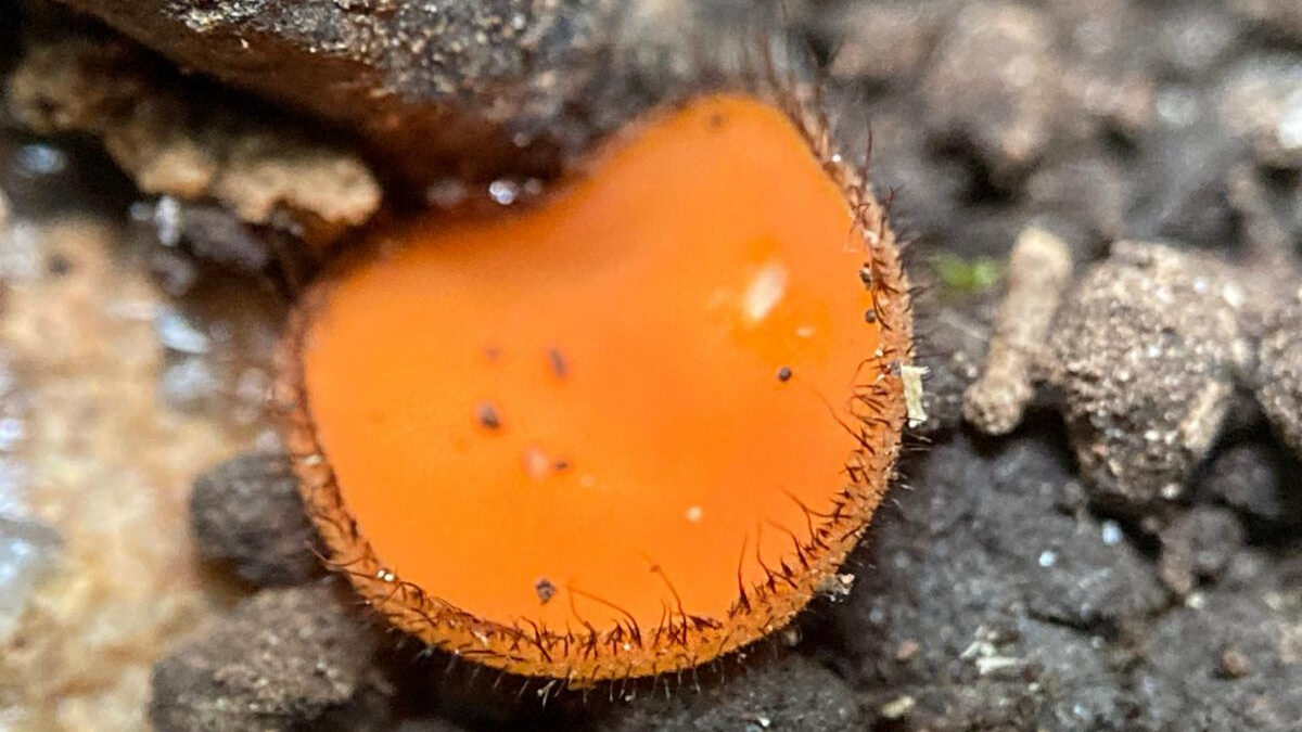 Scutellinia crinita