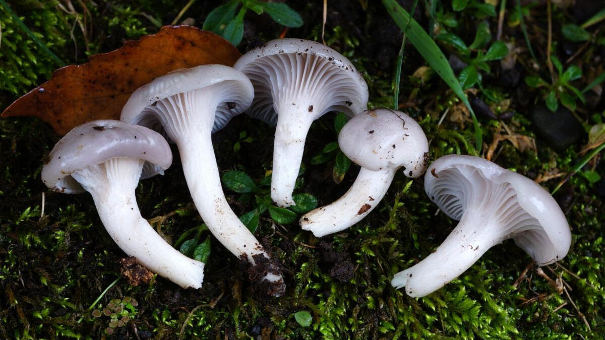 Cuphophyllus sp.