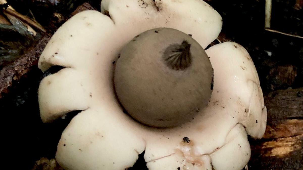 Geastrum saccatum