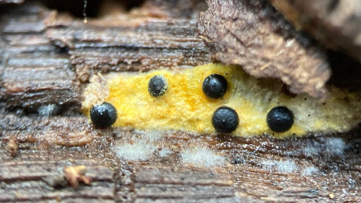 Rosellinia subiculata