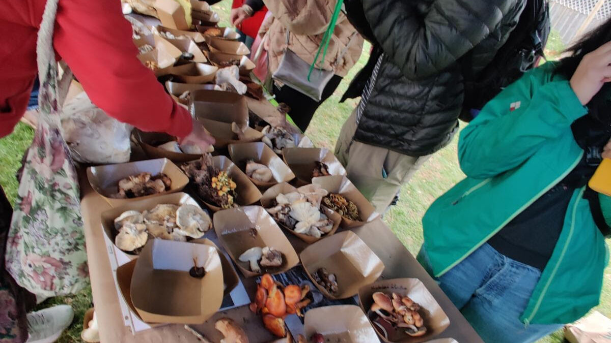 ID table at fungus festival