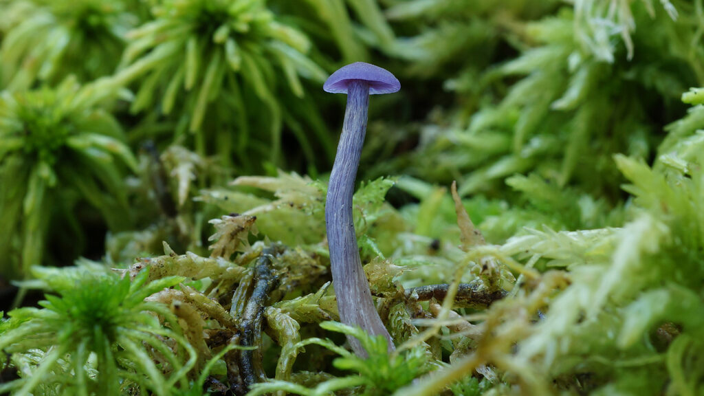 Laccaria amethystina
