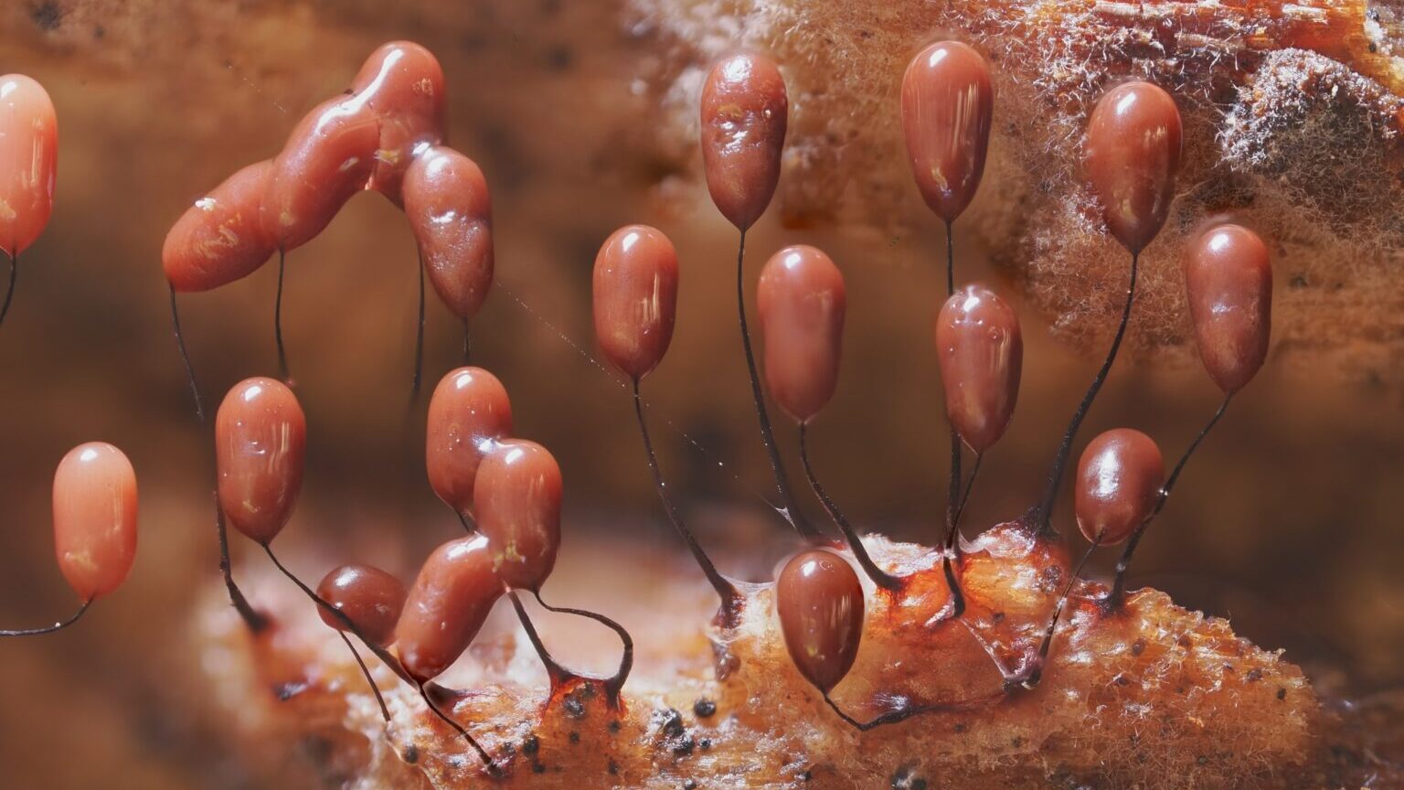 Comatricha sp.