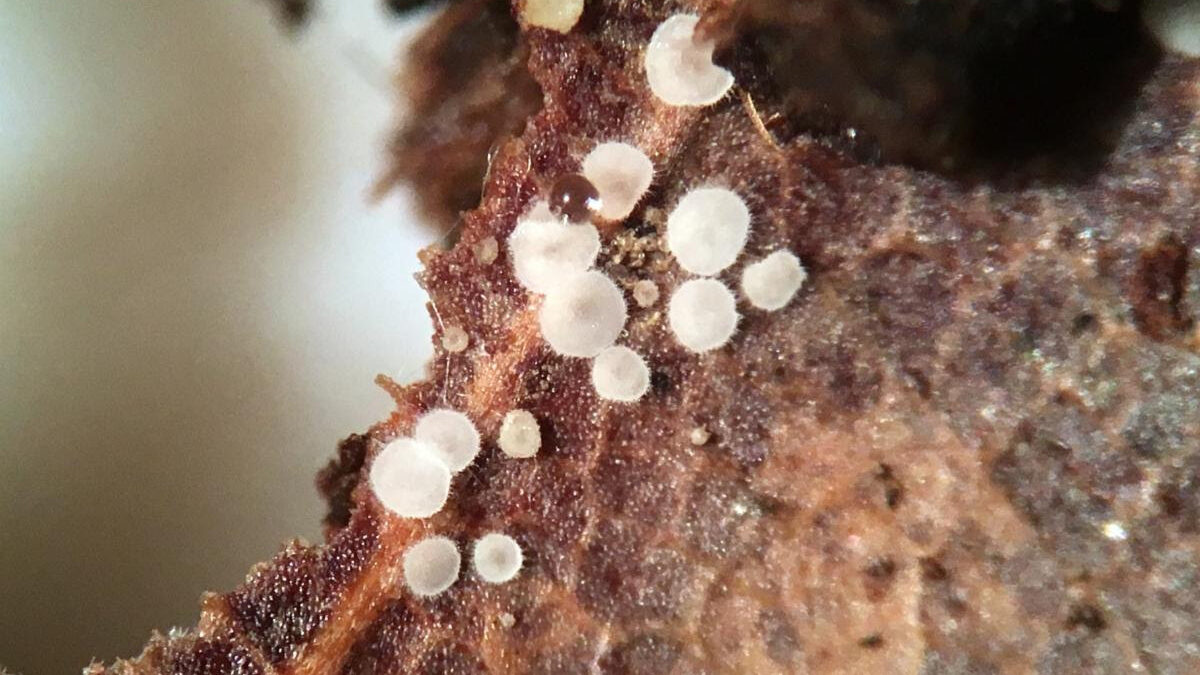 Calycellina lachnobrachya