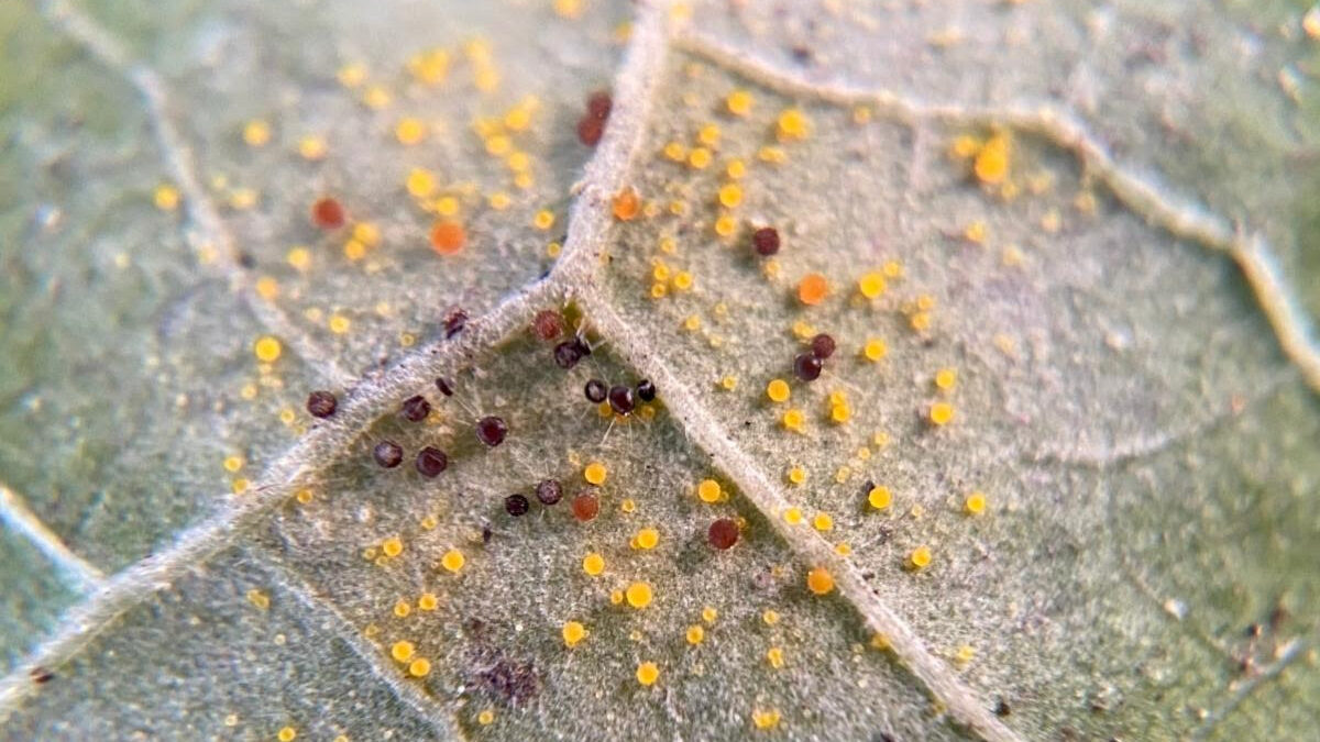 Phyllactinia moricola