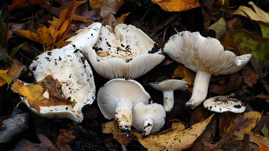 Hygrophorus sordidus