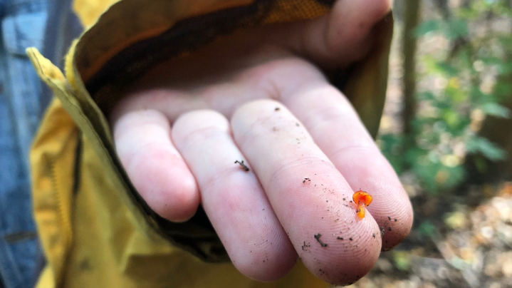 Whimsical kids hand holding tiny mushroom