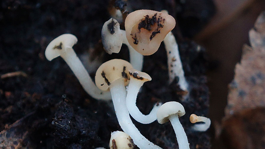 Cudoniella acicularis