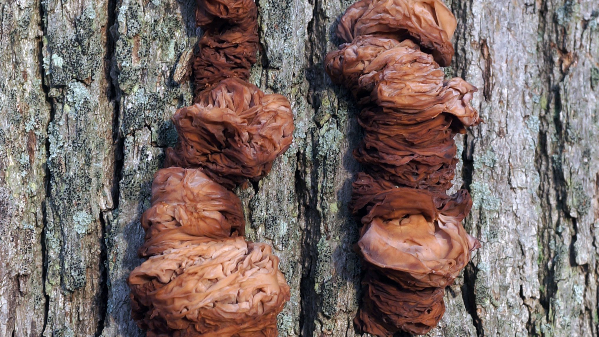 Phaeotremella frondosa