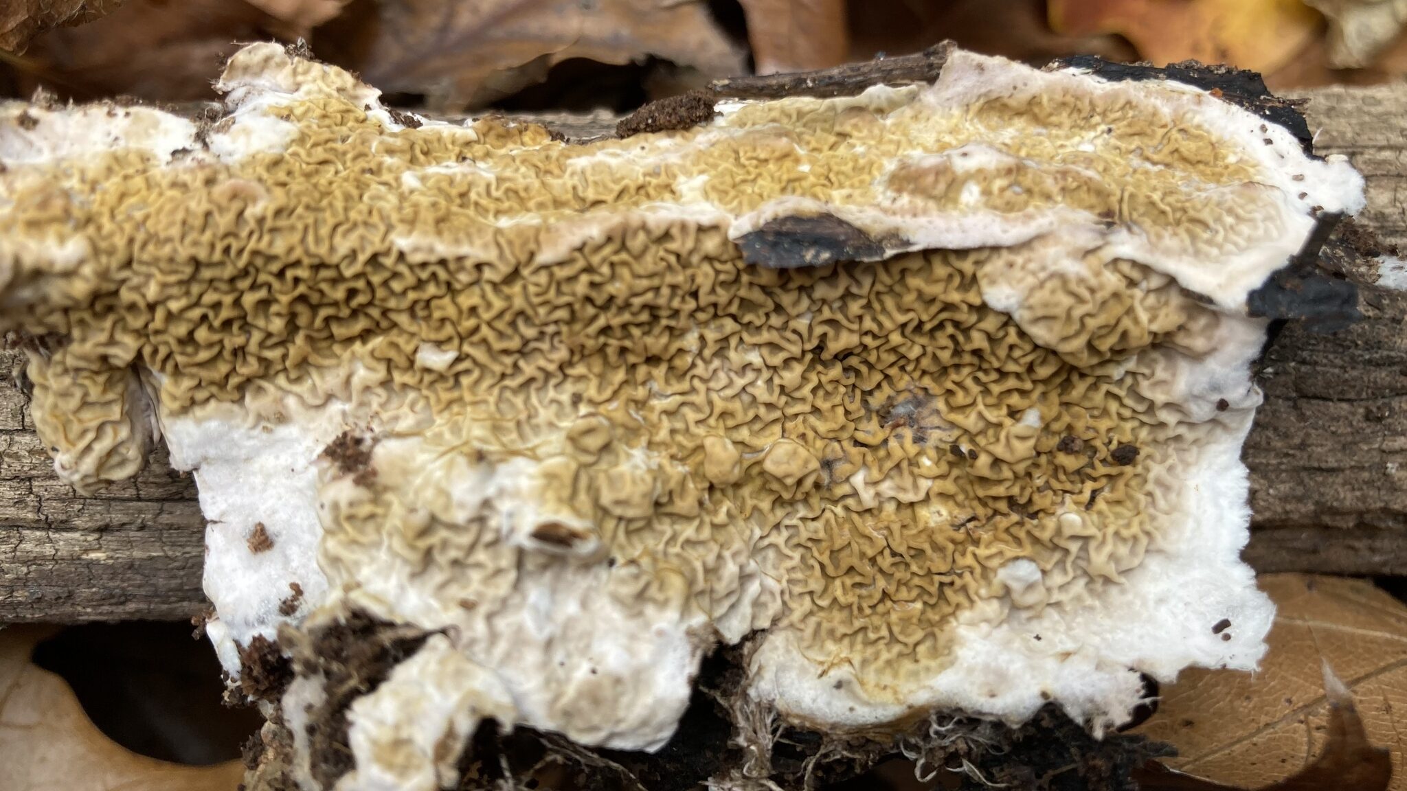 Serpula himantoides