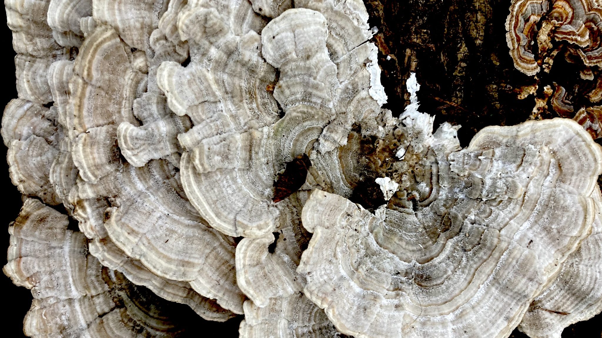 ID meetings Trametes betulina