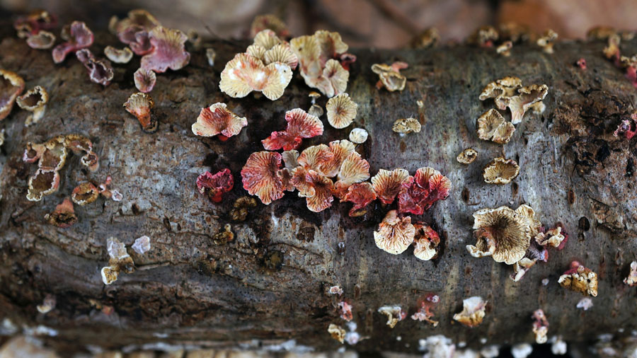 Plicaturopsis crispa - with Serratia marcescens (bacteria)