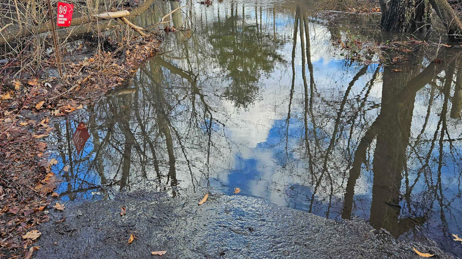 Bronx Forest