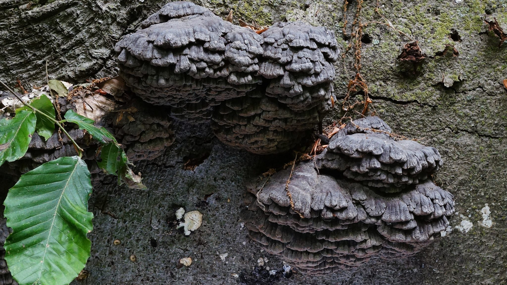 Fomes graveolens, Tom Bigelow, Van Cortlandt Park, June 22 2023