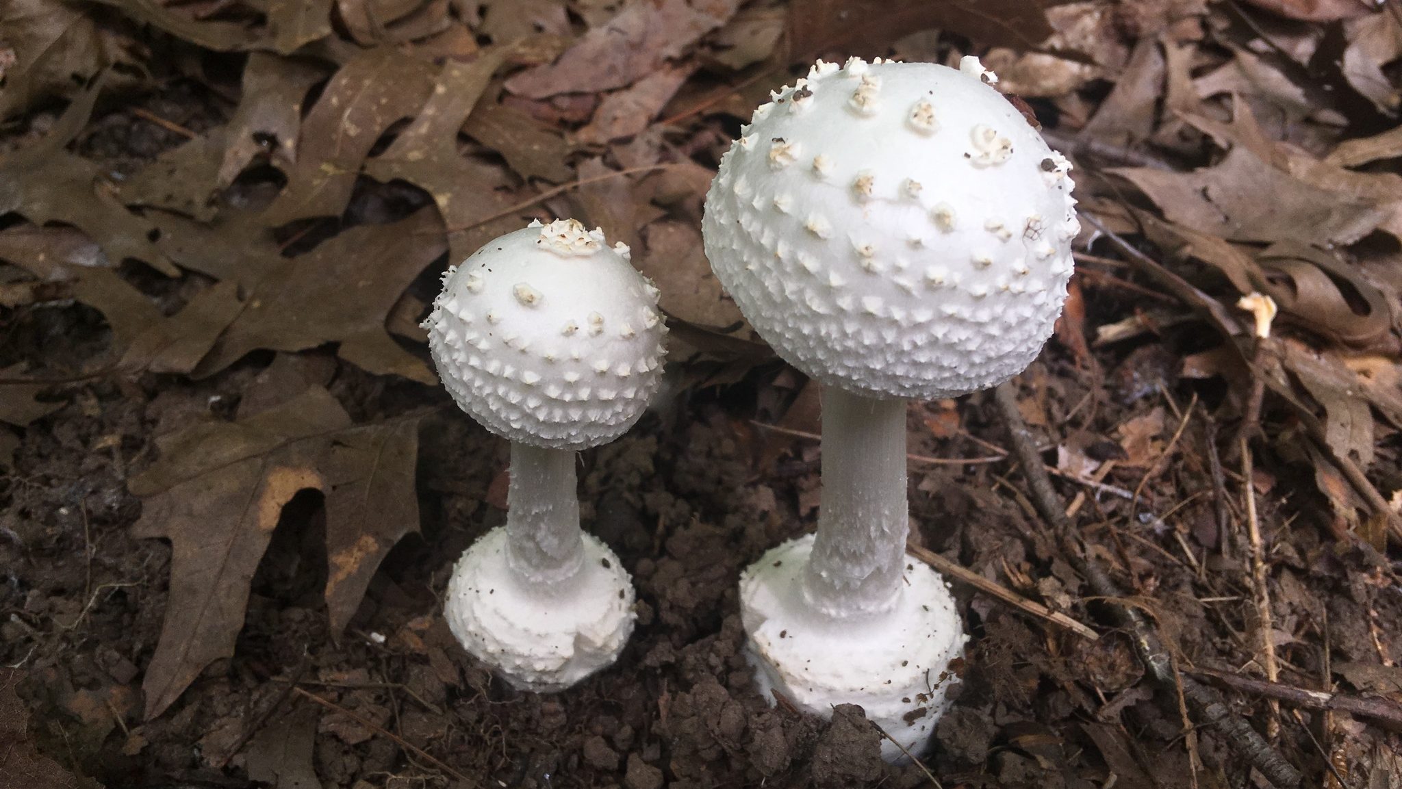 Amanita abrupta, Prospect Park, July 21, 2021