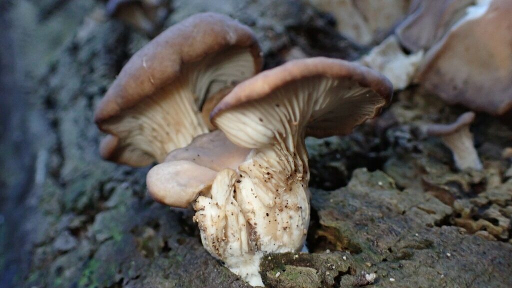 Oyster (pleurotus ostreatus)