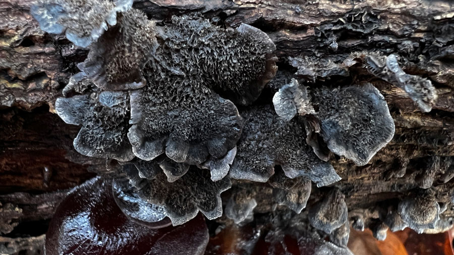 Resupinatus trichotis S Jakob