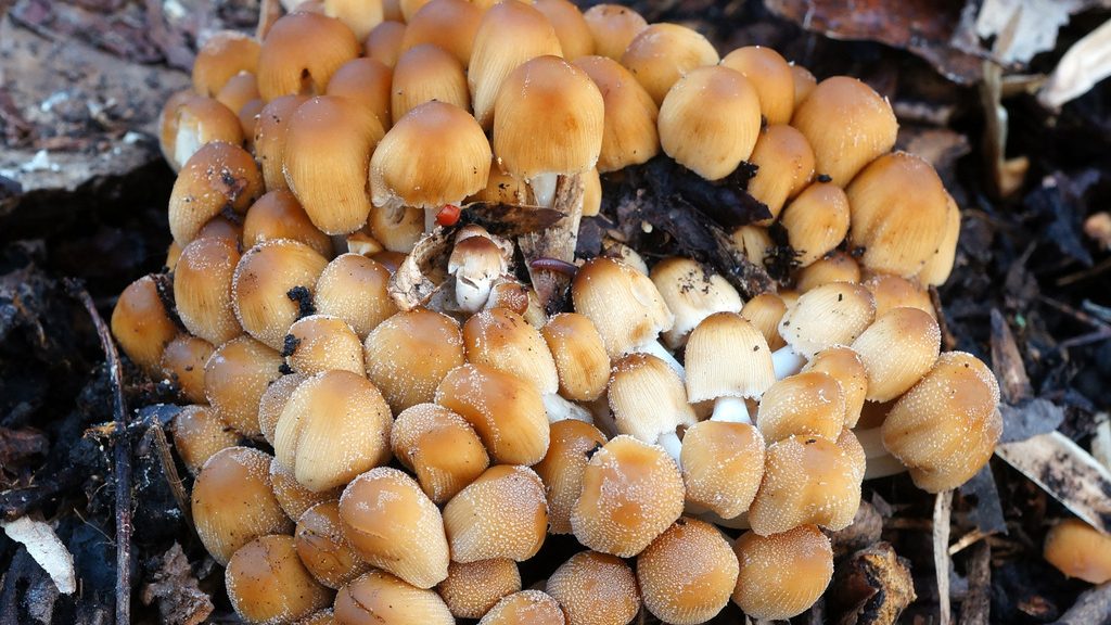 Coprinellus Sect. Micacei