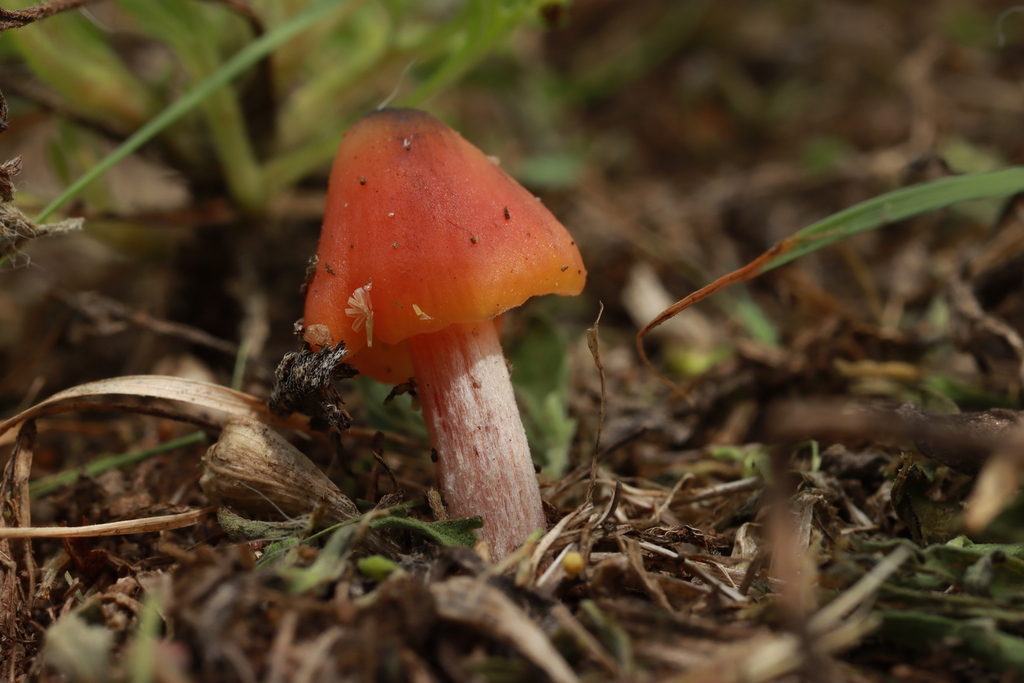 Hygrocybe conicus