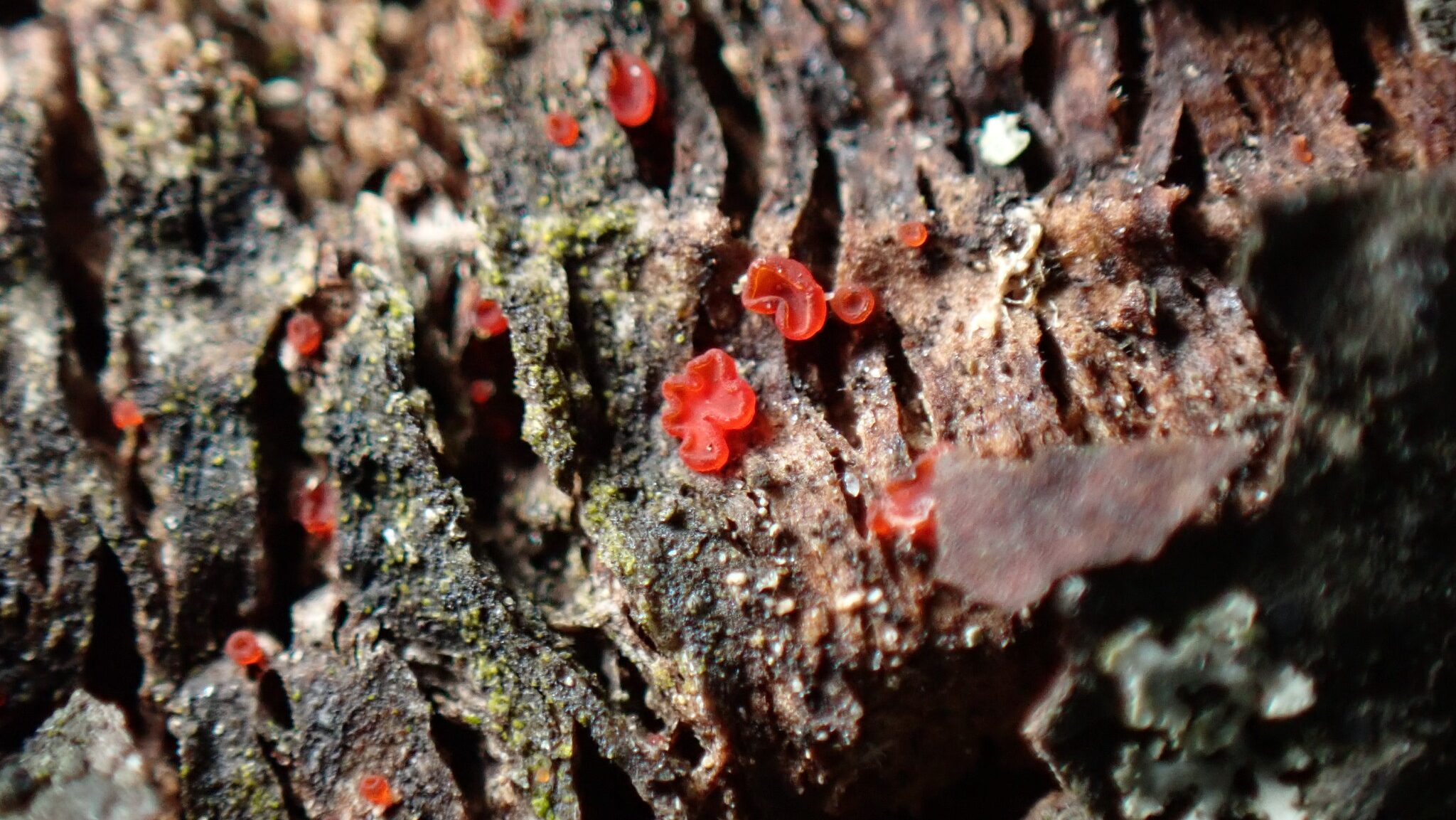 Family Orbiliaceae