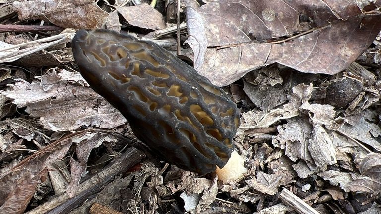 Morchella angusticeps