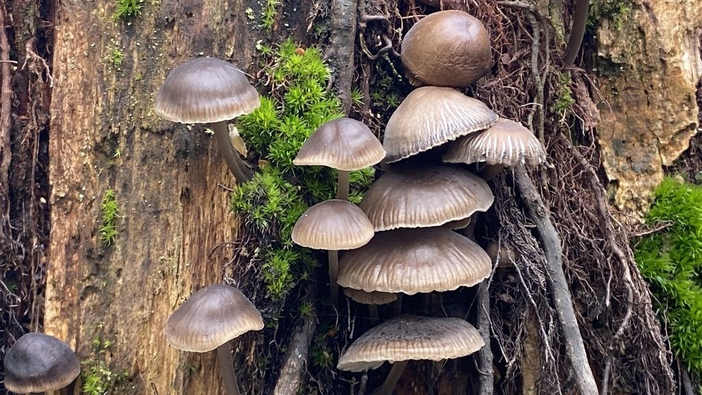 Genus Mycena