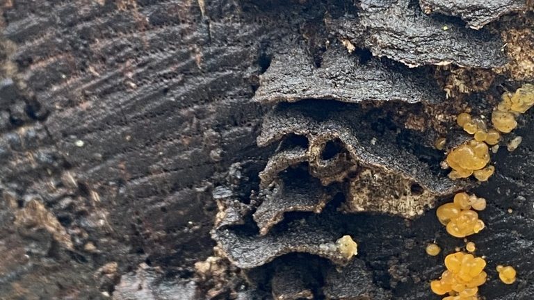 Dentocorticium portoricense