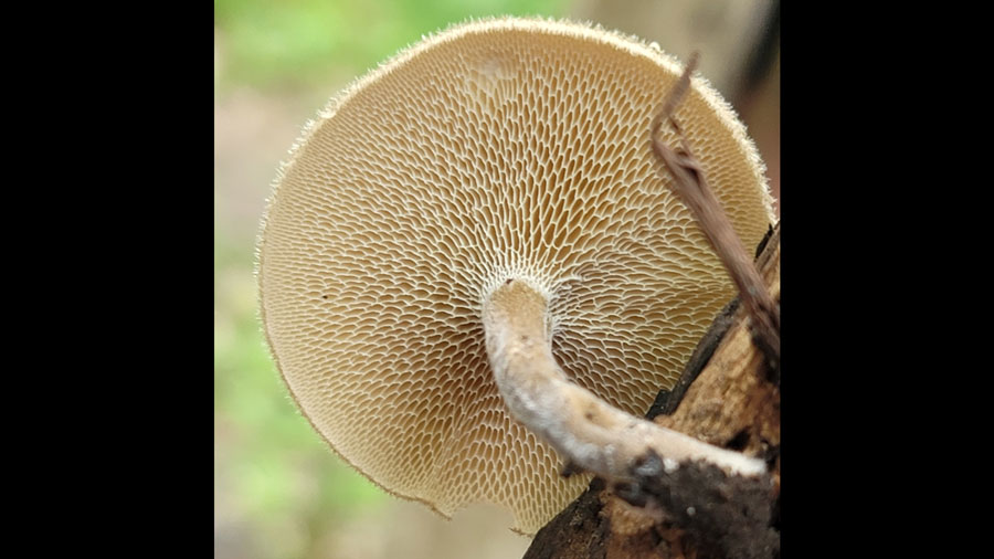 Lentinus arcularius from Seton Falls Park