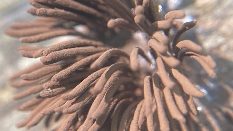 Genus Stemonitis