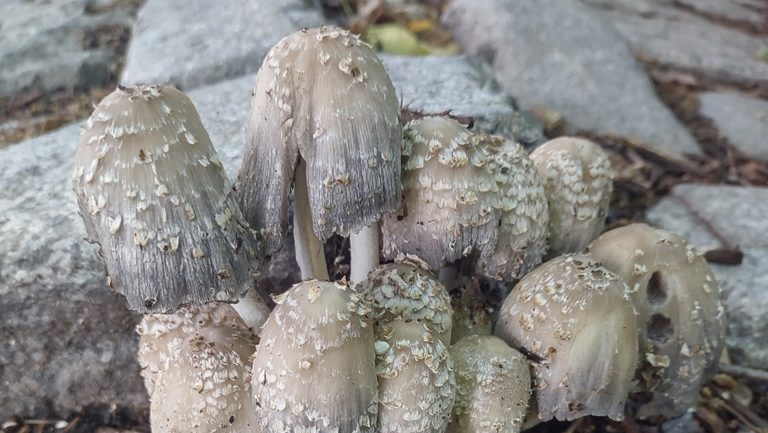 Coprinopsis variegata