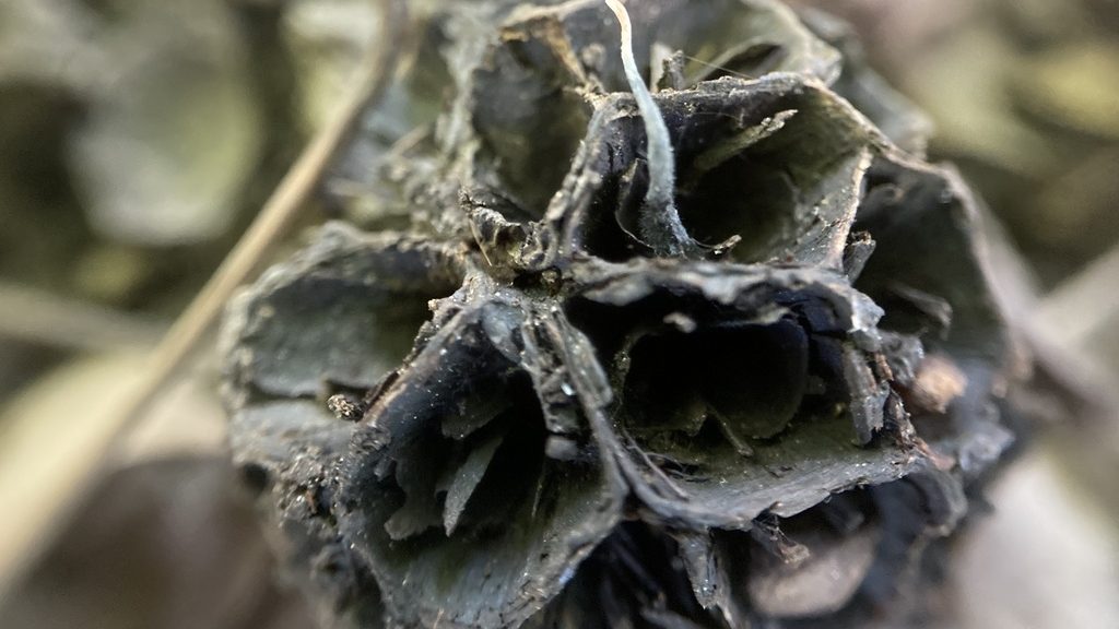 Xylaria liquidambar