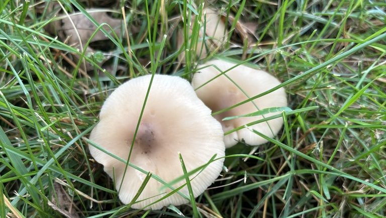 Marasmius nigrodiscus