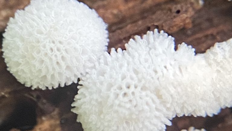 Ceratiomyxa porioides