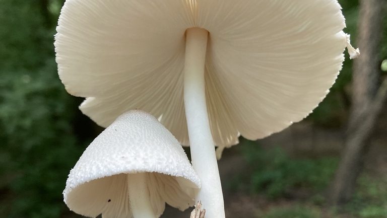 Leucocoprinus cepistipes
