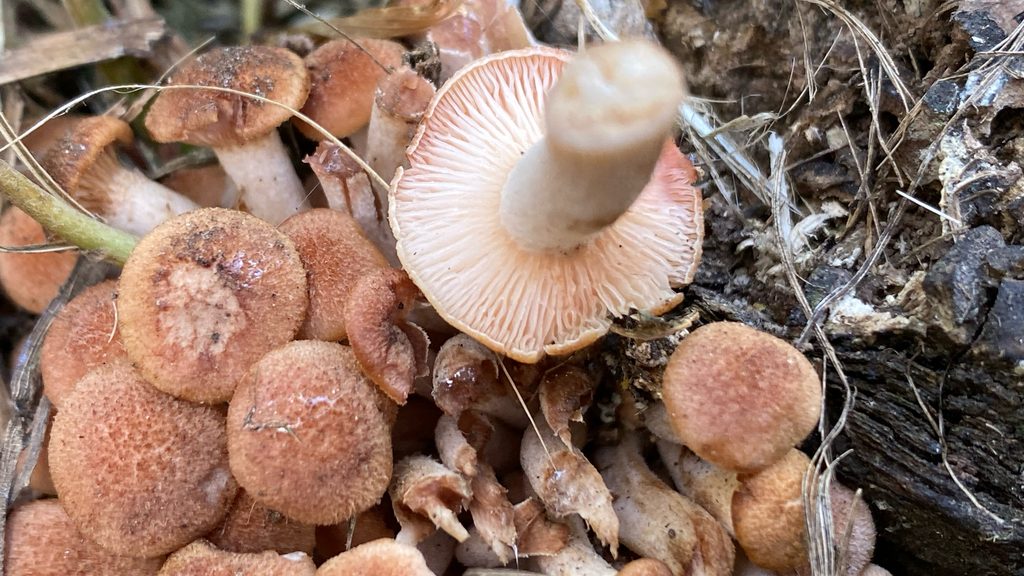Desarmillaria caespitosa