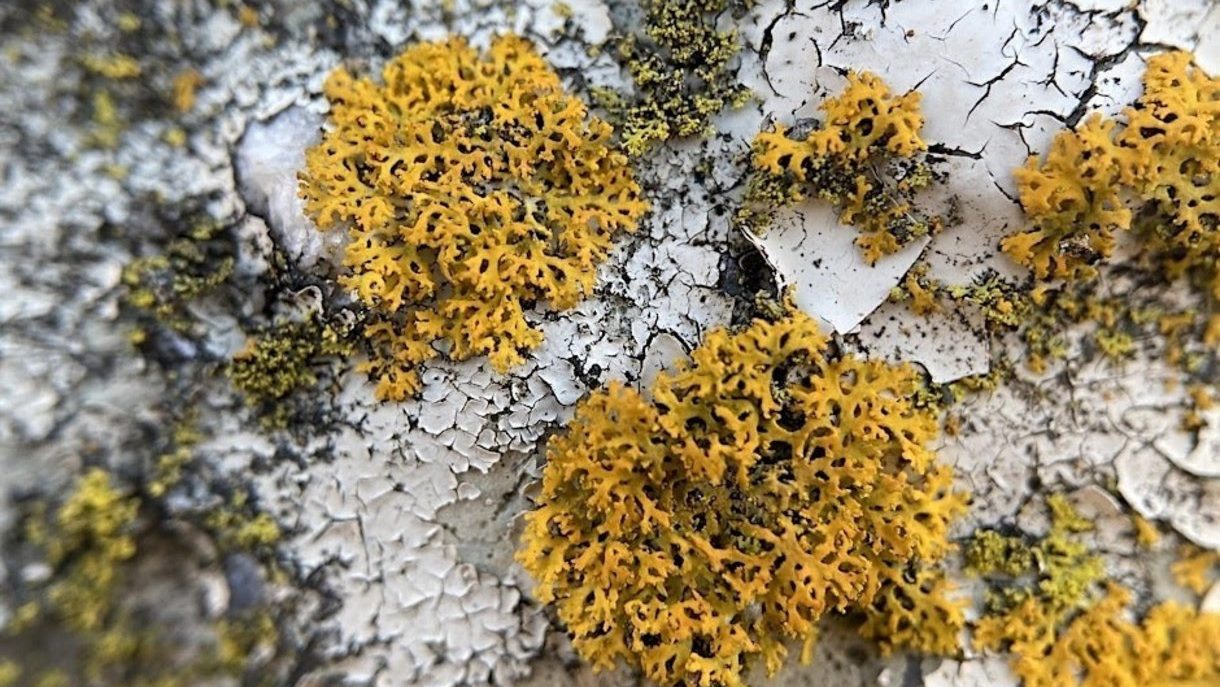Lichens and Bryophytes of Clay Pit Ponds State Park