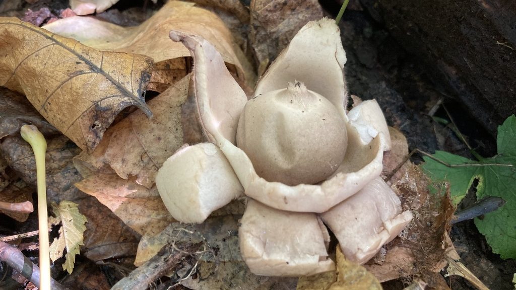 Geastrum triplex