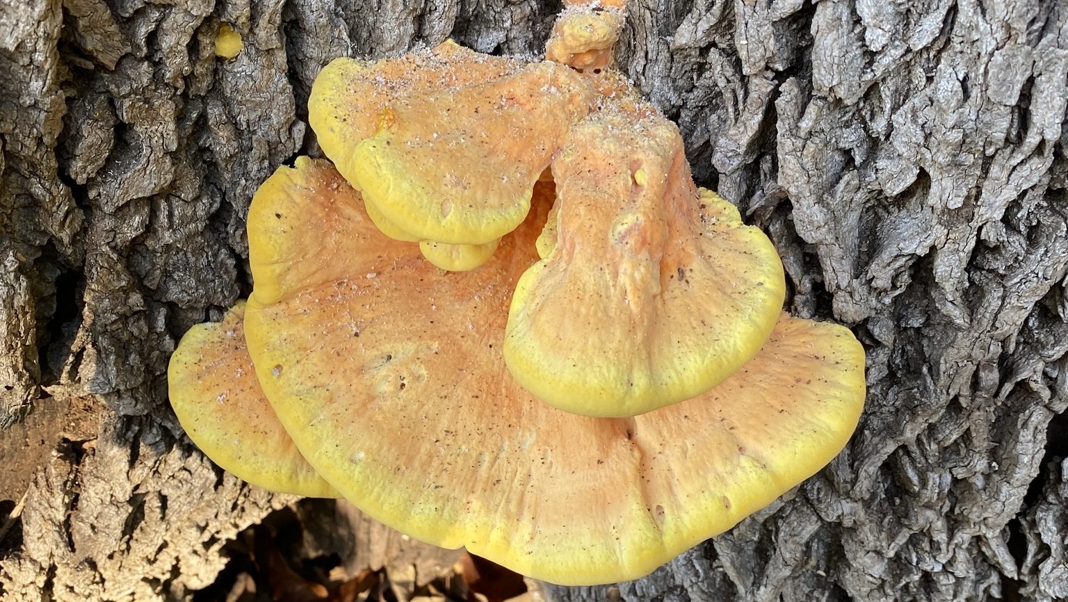 Laetiporus sulphureus