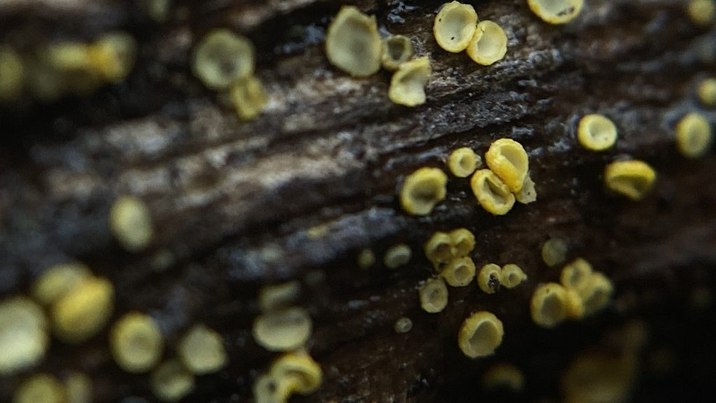 Chlorosplenium chlora