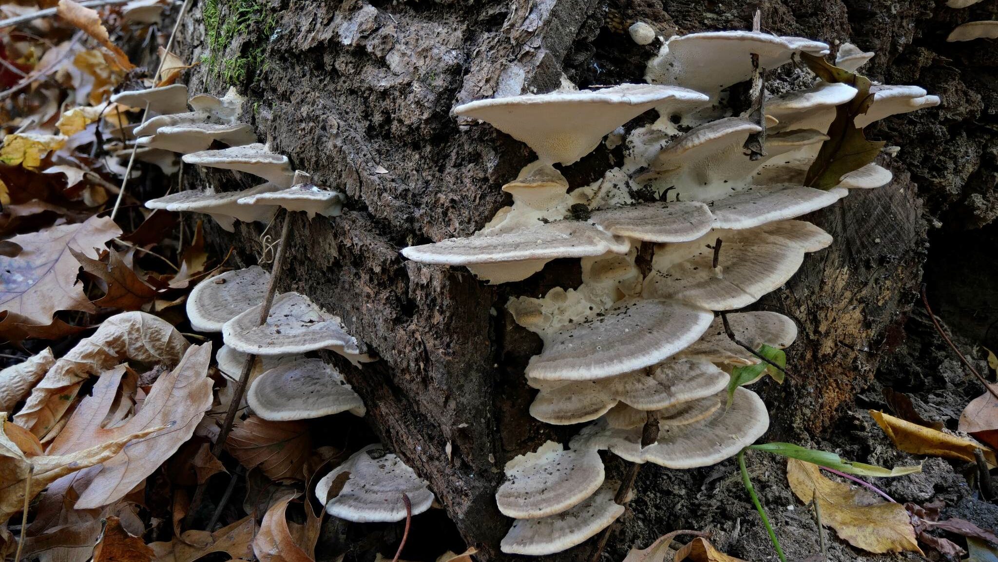 Trametes lactinea