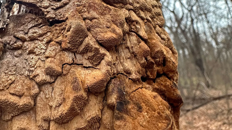 Fuscoporia ferruginosa, Van Cortlandt Park, Dec. 11, 2022, Rudy Diaz.