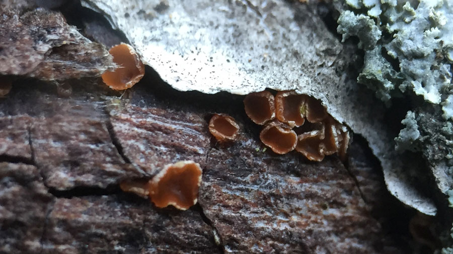 Orbilia carpoboloides