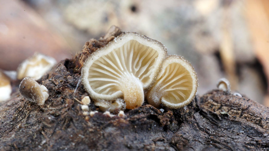 Hohenbuehelia grisea, Van Cortlandt Park, Jan 20, 2013, Tom Bigelow.