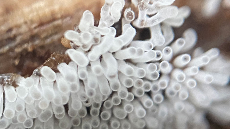 Ceratiomyxa fruticulosa, Forest Park, Jun 11, 2022, Bethany Beech.