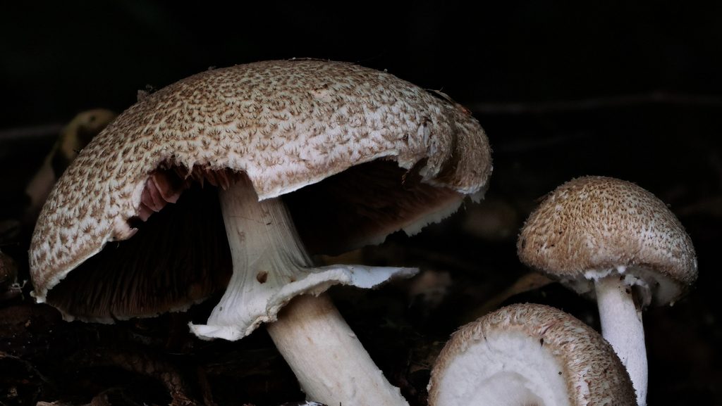 Genus Agaricus