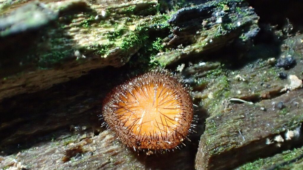 Genus Scutellinia