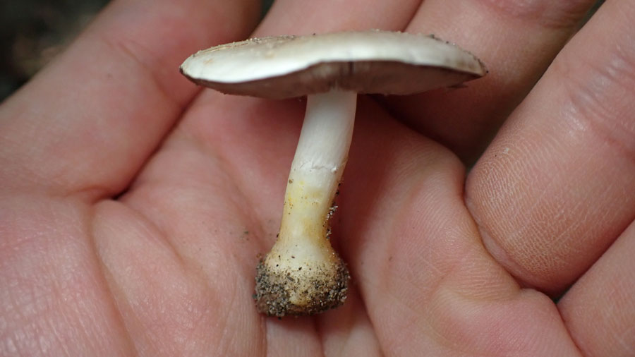 Genus Agaricus, Van Cortlandt Park, Oct 6, 2024, Wilton Rao.