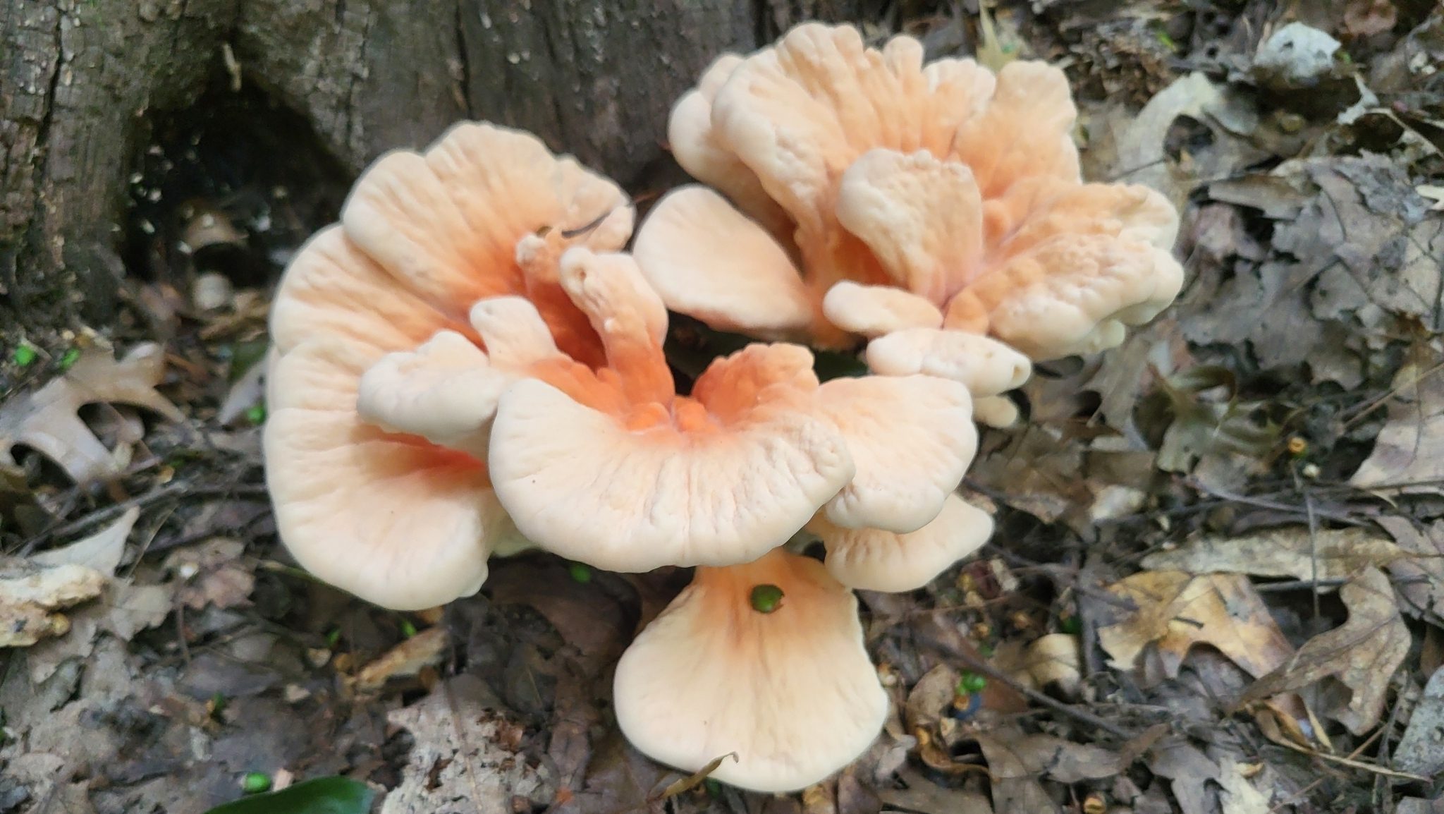 Laetiporus cincinnatus
