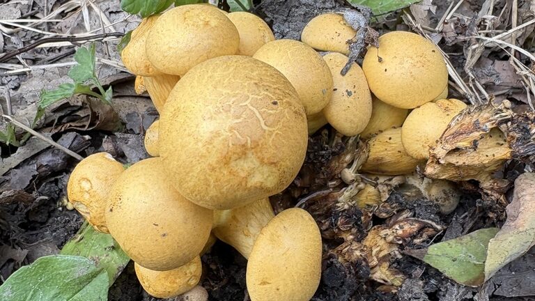Genus Gymnopilus