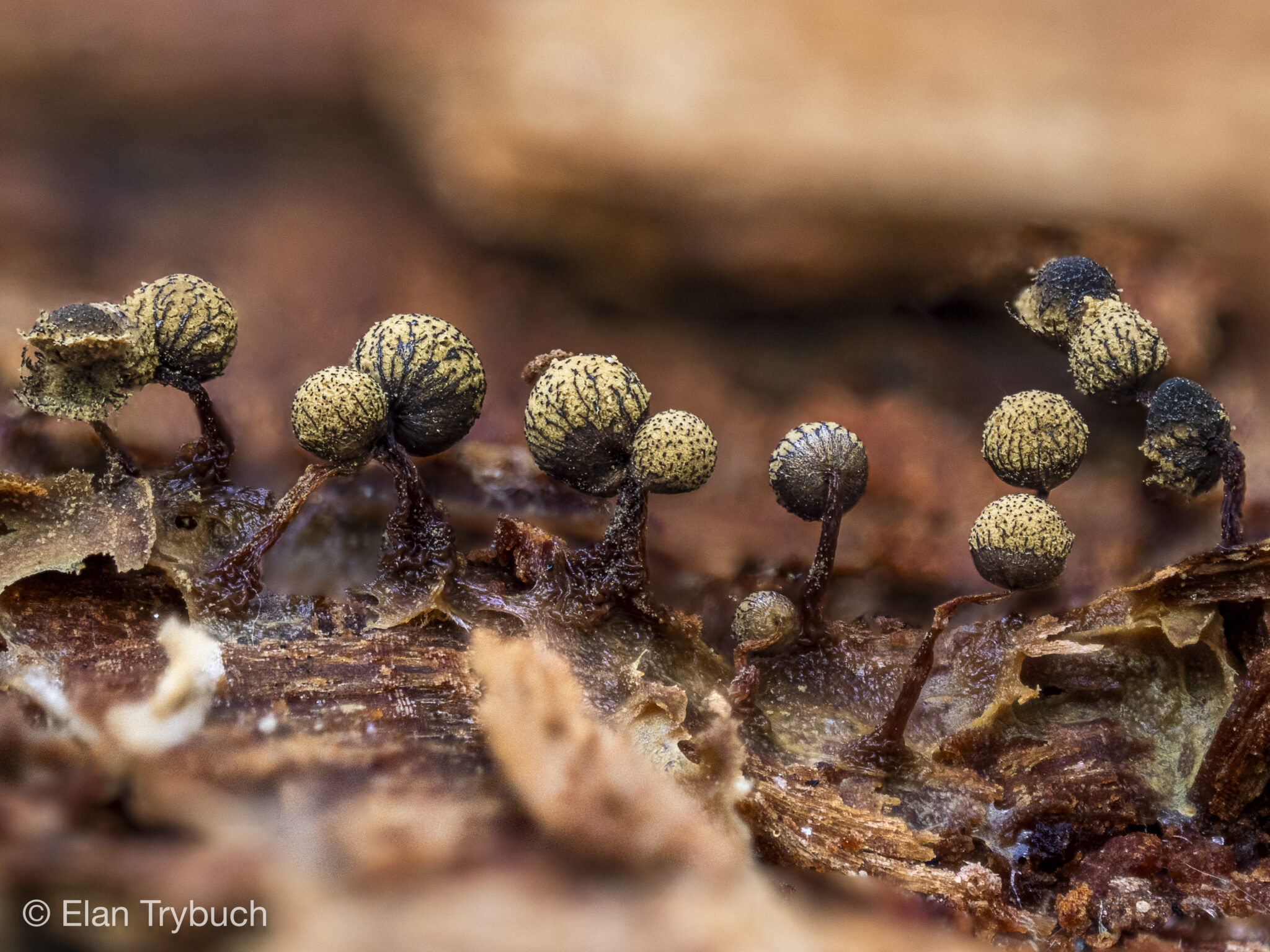 Cribraria vulgaris